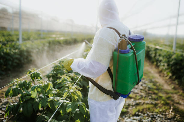 Best Bed Bug Extermination  in Meadowbrook, AL
